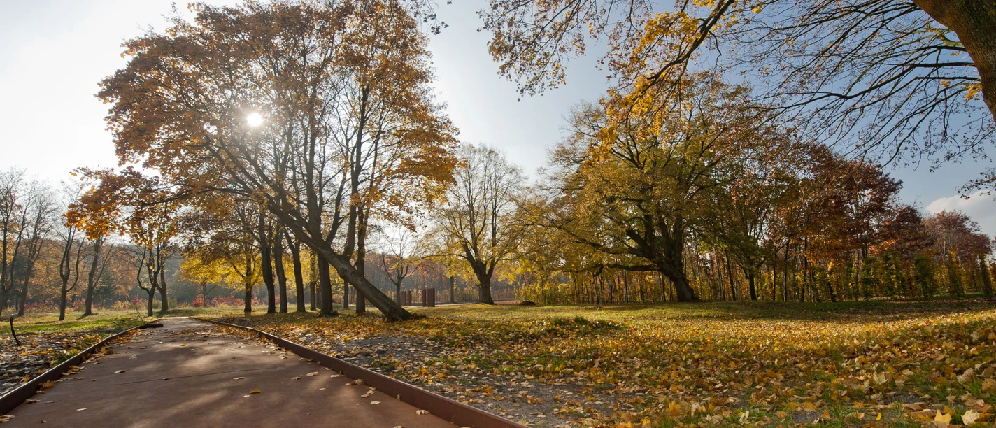 Gedenkstätte Esterwegen Baumallee mit herbstlich gefärbten Blättern und barrierefreiem Weg unter klarem Himmel.