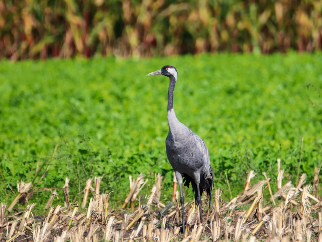 Kranich im Maisfeld