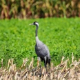 Kranich im Maisfeld