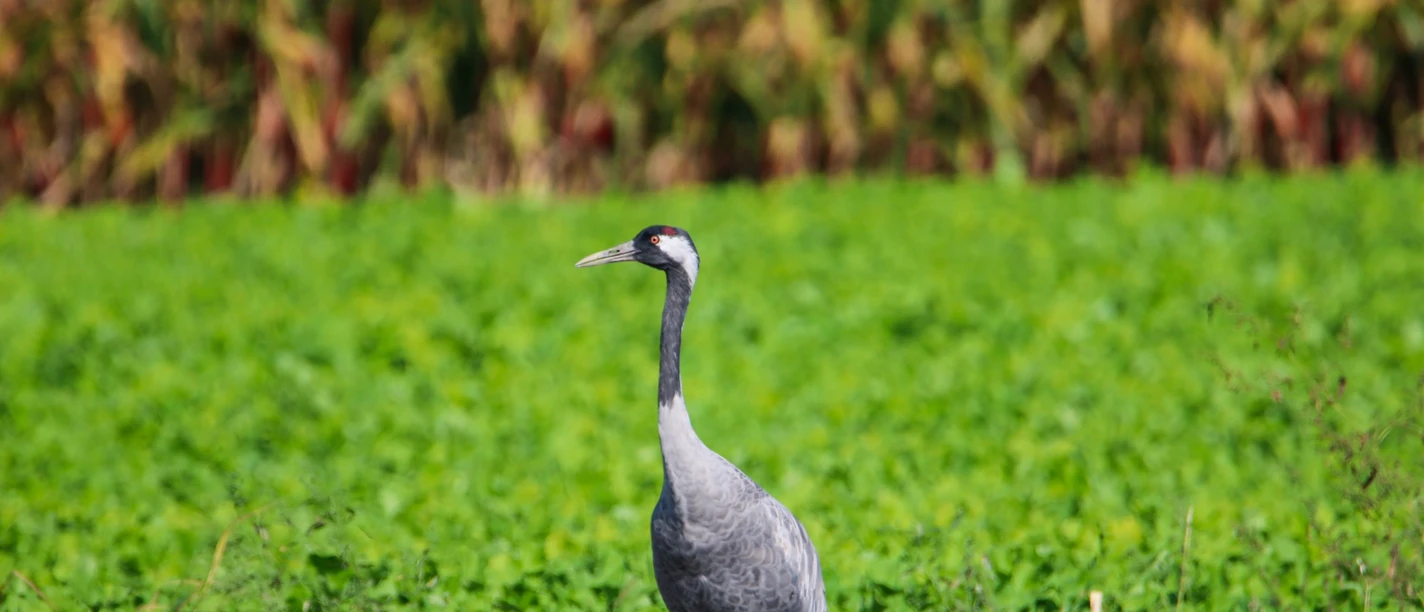 Kranich im Maisfeld