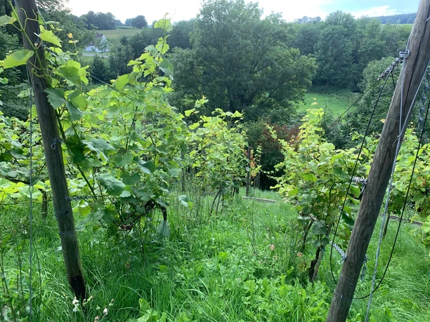 Weinberg mit üppigem Grün, umgeben von Bäumen und sanften Hügeln im Hintergrund.