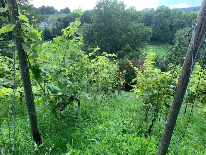 Weinberg mit üppigem Grün, umgeben von Bäumen und sanften Hügeln im Hintergrund.