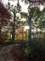 Ihmser Tor Ein sonnenbeschienener Waldweg im Herbst, gesäumt von hohen Bäumen mit buntem Laub.