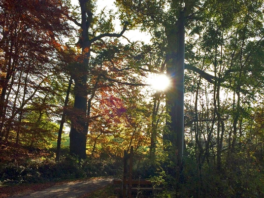 Ihmser Tor Ein sonnenbeschienener Waldweg im Herbst, gesäumt von hohen Bäumen mit buntem Laub.