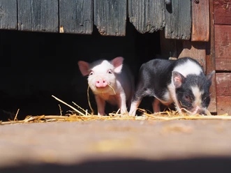 Bauernhof Familienpark Sottrum Biggetjes op de boerderij in Sottrum Family Park