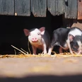 Bauernhof Familienpark Sottrum Ferkel auf dem Bauernhof im Familienpark SottrumPiglets on the farm at Sottrum Family ParkSmågrise på gården i Sottrum FamilieparkBiggetjes op de boerderij in Sottrum Family Park