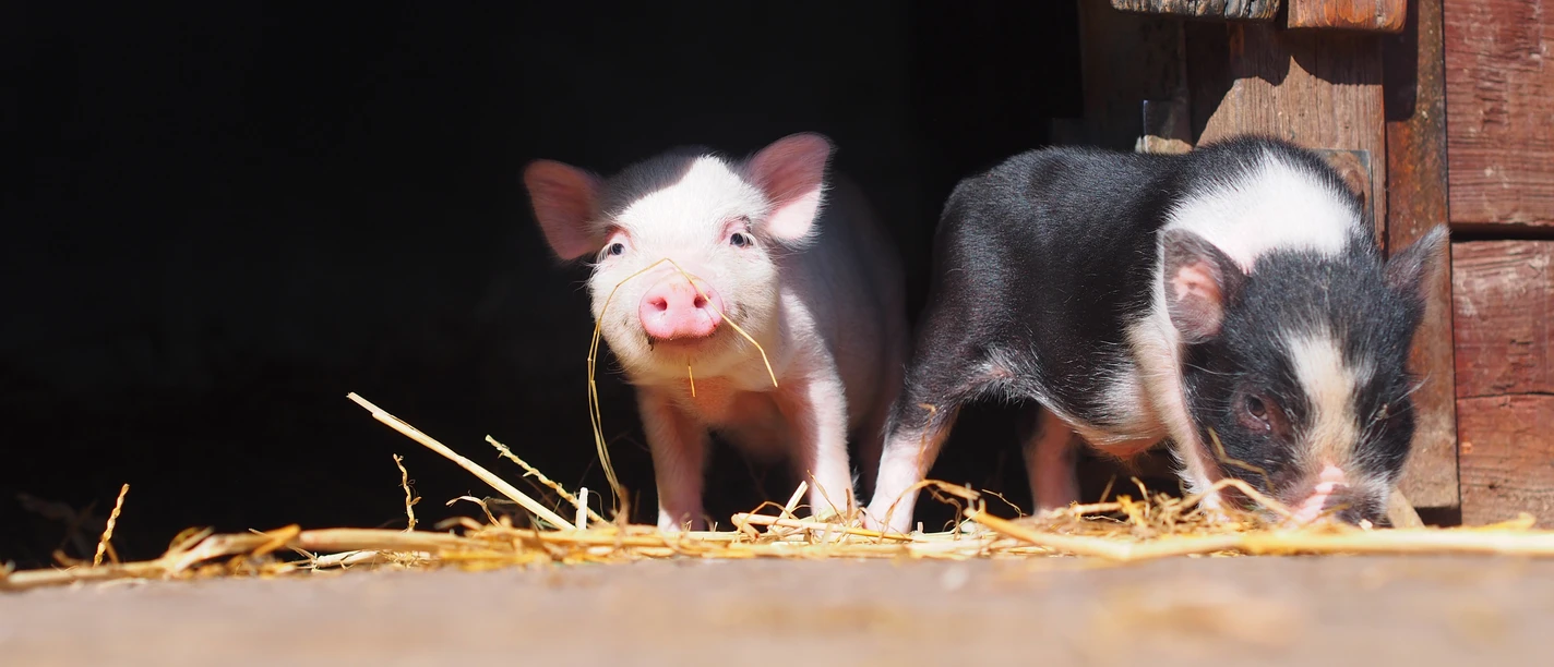 Bauernhof Familienpark Sottrum Smågrise på gården i Sottrum Familiepark
