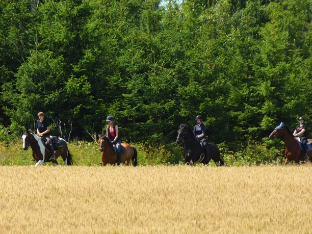 Hasselfelde - geführter Ausritt mit eigenem Pferd Hasselfelde - geführter Ausritt mit eigenem Pferd
