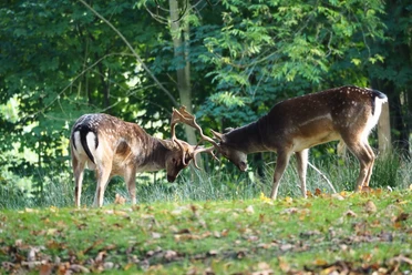 Dammwild im Wildgatter Hildesheim Twee damherten in het Hildesheim wildreservaat