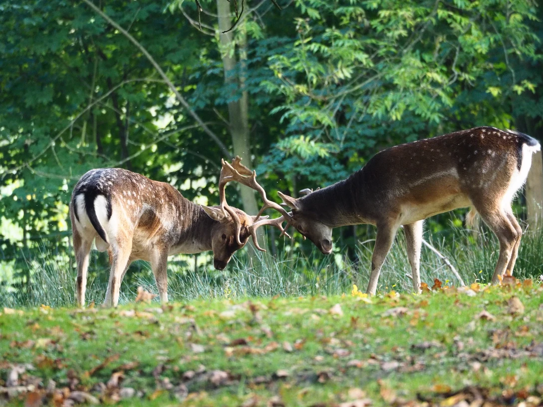 Dammwild im Wildgatter Hildesheim Zwei Dammhirsche im Wildgatter Hildesheim Two fallow deer in the Hildesheim game reserveTo dådyr i Hildesheim-vildtreservatetTwee damherten in het Hildesheim wildreservaat