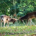 Dammwild im Wildgatter Hildesheim Zwei Dammhirsche im Wildgatter Hildesheim Two fallow deer in the Hildesheim game reserveTo dådyr i Hildesheim-vildtreservatetTwee damherten in het Hildesheim wildreservaat