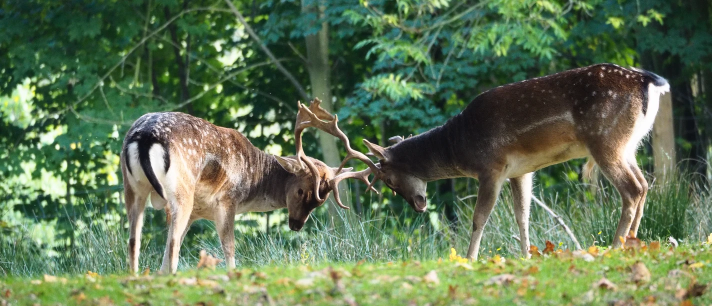 Dammwild im Wildgatter Hildesheim Two fallow deer in the Hildesheim game reserve