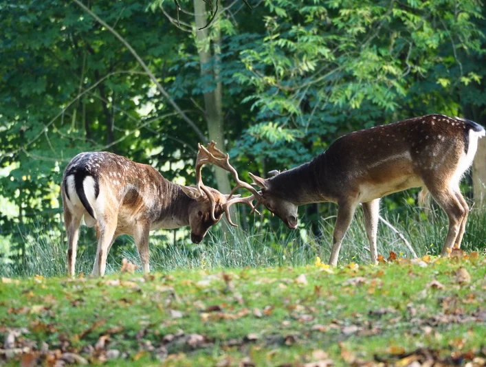 Dammwild im Wildgatter Hildesheim Zwei Dammhirsche im Wildgatter Hildesheim Two fallow deer in the Hildesheim game reserveTo dådyr i Hildesheim-vildtreservatetTwee damherten in het Hildesheim wildreservaat
