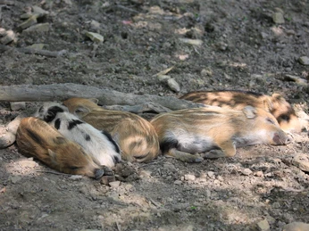 Frischlinge im Wildgatter Hildesheim Wildschwein-Frischlinge im Wildgatter Hildesheim Wild boar freshlings in the Hildesheim game reserveVildsvineunger i Hildesheim-vildtreservatetVerse everzwijnen in het Hildesheim wildreservaat