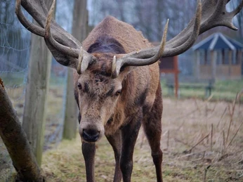 Rotwild im Wildgatter Hildesheim Rothirsch im Wildgatter HildesheimRed deer in the Hildesheim game reserveKrondyr i Hildesheim-vildtreservatetEdelherten in het Hildesheim wildreservaat