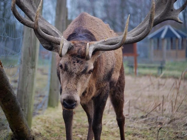 Rotwild im Wildgatter Hildesheim Rothirsch im Wildgatter Hildesheim