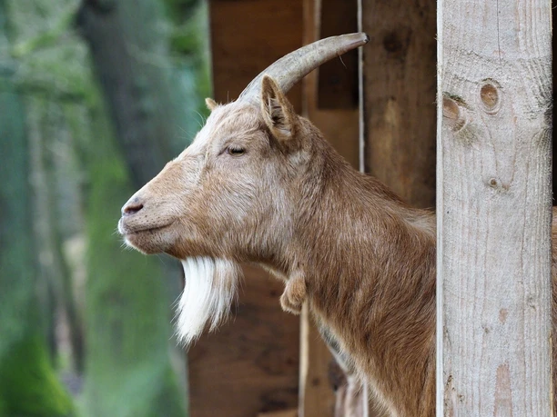 Ziege im Wildgatter Hildesheim Close-up of a goat in the Hildesheim game reserve