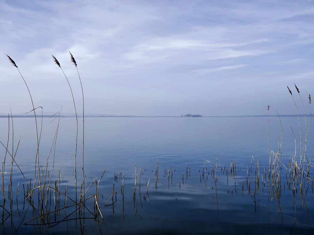 Schilf am Ufer, Wilhelmstein im Hintergrund Schilf am Ufer, Wilhelmstein im Hintergrund