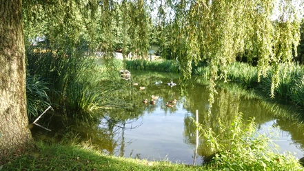 Dorfteich Groß Berßen ©Naturpark Hümmling Kleiner Teich mit Enten, umgeben von Schilf und hängenden Weiden im Naturpark Hümmling.