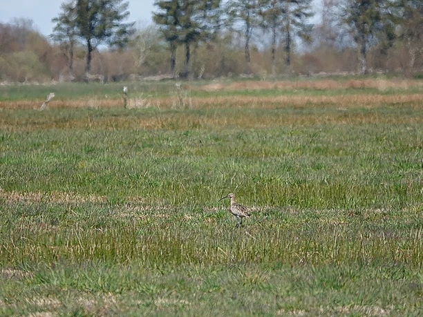 Esterwegen Melmmoor Weitläufige Moorlandschaft mit Gräsern, Bäumen am Horizont und einem einzelnen Vogel im Vordergrund