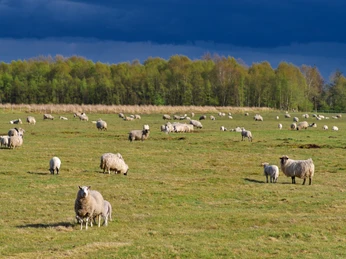 Leegmoor ©Naturpark Hümmling