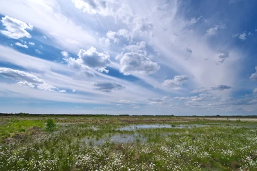 Leegmoor ©Naturpark Hümmling Weite Moorlandschaft mit Wasserflächen, Wollgras und wolkenverstreiftem Himmel im Naturpark Hümmling.