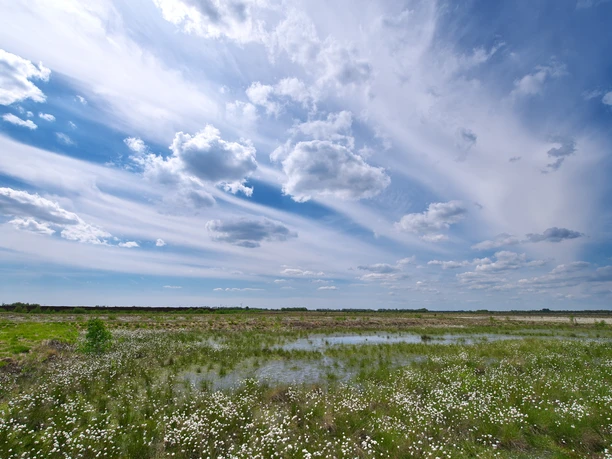 Leegmoor ©Naturpark Hümmling Weite Moorlandschaft mit Wasserflächen, Wollgras und wolkenverstreiftem Himmel im Naturpark Hümmling.