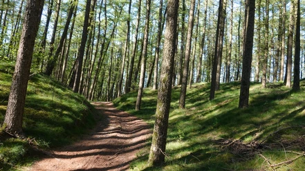 Wandern im Emsland ©Emsland Tourismus Sonnendurchfluteter Waldweg im Naturpark Hümmling, gesäumt von hohen Kiefern auf sanften Hügeln.