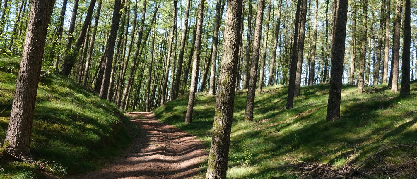 Wandern im Emsland ©Emsland Tourismus Sonnendurchfluteter Waldweg im Naturpark Hümmling, gesäumt von hohen Kiefern auf sanften Hügeln.