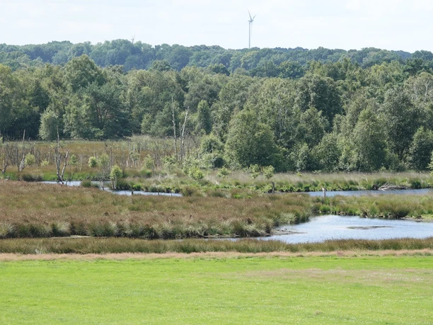Vreeser Wiesen ©Emsland Tourismus Grüne Wiesen mit Wasserläufen, Moorlandschaft und Wald im Hintergrund unter hellem Sommerlicht.