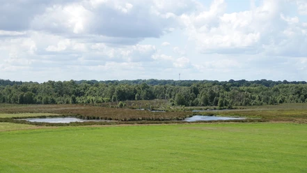 Vreeser Wiesen ©Emsland Tourismus Weite Wiesenlandschaft mit kleinen Wasserflächen, umgeben von Moorvegetation und Baumreihen.