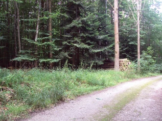 Salzgitter Höhenzug, Wanderweg 28 Nadelbäume im Laubwald