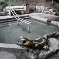 Wassertretbecken in Oerlinghausen Ein einladendes Wassertretbecken mit Steinbänken, umgeben von Natur, mit einer Salamander-Skulptur.