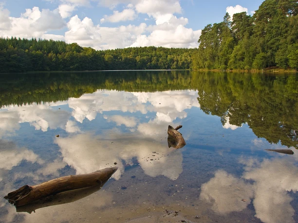 Pinnsee Der Himmel und die Wolken spiegeln sich im Pinnsee, nahe Mölln. Im Wasser liegen Holz-Stücke.