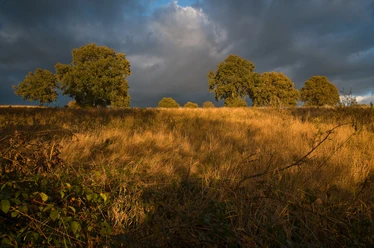 Pirschbachtal Eine weite Wiese mit hohem Gras und Bäumen im Hintergrund. Darüber ist ein dunkler Wolkenhimmel.