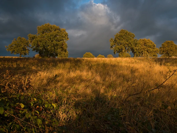 Pirschbachtal Eine weite Wiese mit hohem Gras und Bäumen im Hintergrund. Darüber ist ein dunkler Wolkenhimmel.