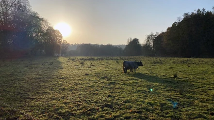 Pirschbachtal Ein Rind steht auf einer großen Weide im Pirschbachtal bei Sonnenaufgang.