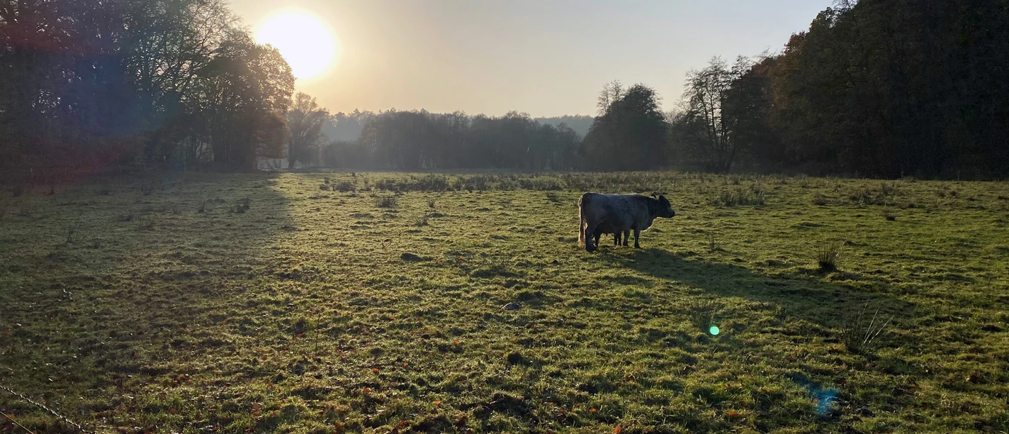 Pirschbachtal Ein Rind steht auf einer großen Weide im Pirschbachtal bei Sonnenaufgang.