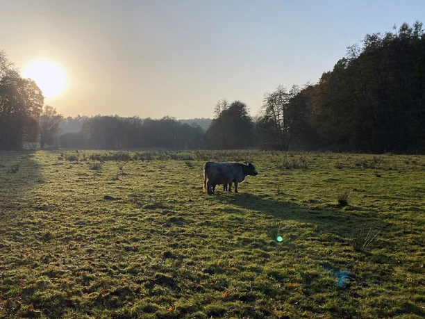 Pirschbachtal Ein Rind steht auf einer großen Weide im Pirschbachtal bei Sonnenaufgang.