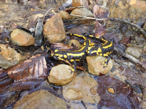 Salamander am Wassertretbecken in Oerlinghausen Zwei Feuersalamander mit leuchtend gelben Streifen ruhen auf nassen Steinen im Waldboden.