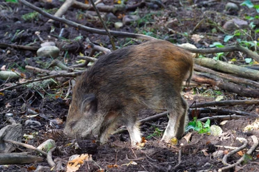 Frischling Frischling wühlt in Waldboden