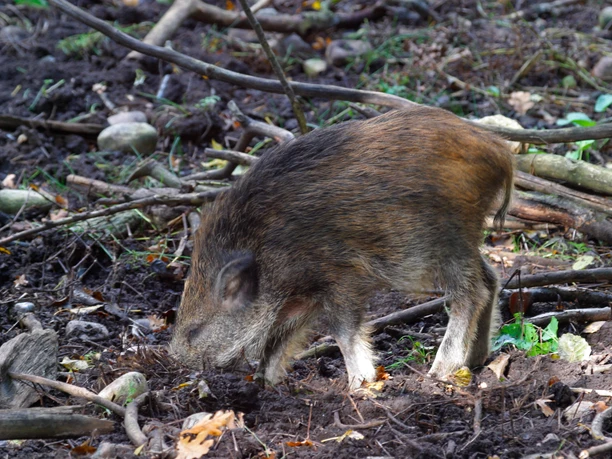 Frischling Frischling wühlt in Waldboden