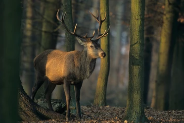 Damwild Damwild im Wald
