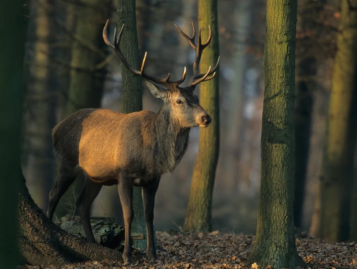 Damwild Damwild im Wald