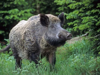 Keiler Wildschwein auf einer Wiese