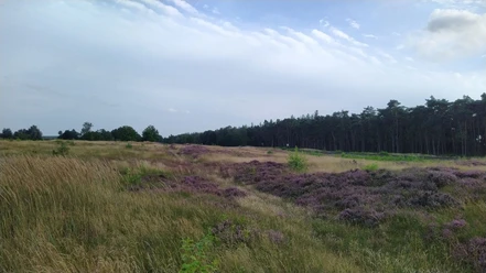 Jägersburger Heide