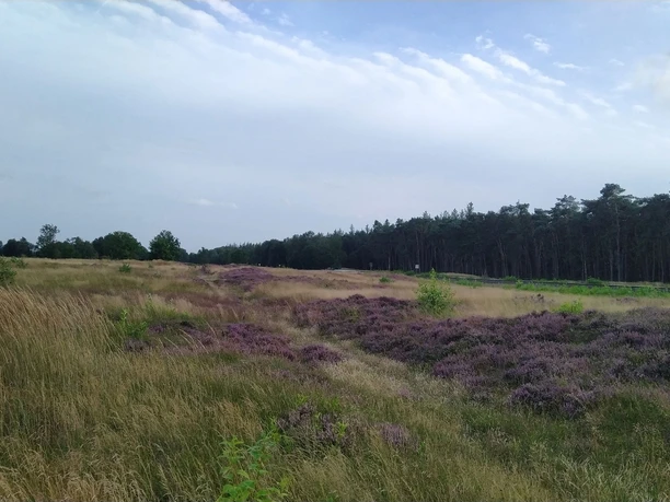 Jägersburger Heide