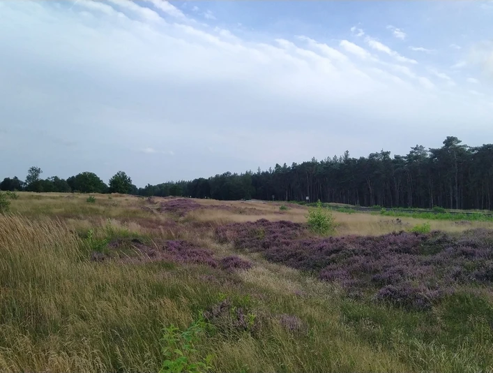 Jägersburger Heide