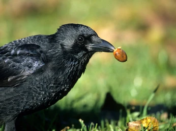 Kolkrabe Kolkrabe mit Eichel im Schnabel