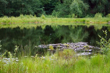 Gewässer im Naturpark Kolk nahe des Naturparkzentrums Uhlenkolk